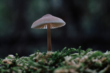 mushroom