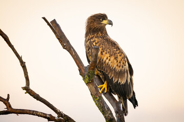 White tailed eagle in Vittskövle, Skåne, Sweden. This picture in taken from a hiding place.