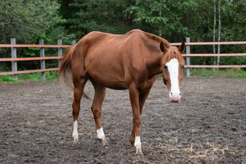 Brown horse with a white spot walks in the paddock