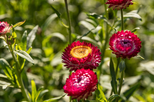 Strohblumen im Sonnenlicht