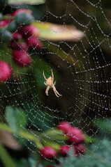 A spider on a web full of rain drops.