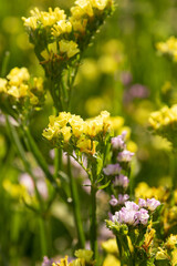 Strandflieder im Sonnenlicht
