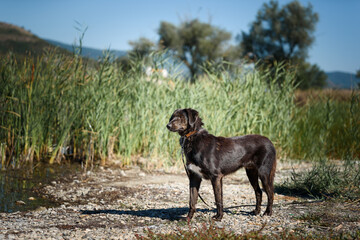 A dog from a dog shelter at an obedience and socialization training by the lake.