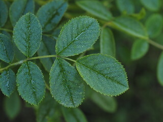 Tautropfen auf den Blättern einer Wildrose