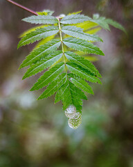 Na Podlasiu © Wodzownik