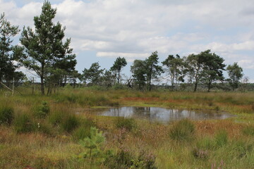 a natural pool with plants and trees in heatland 'Kalmthoutse Heide' in Belgium in summer