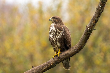 Common buzzard in Vittskövle, Skåne, Sweden. This picture in taken from a hiding place.