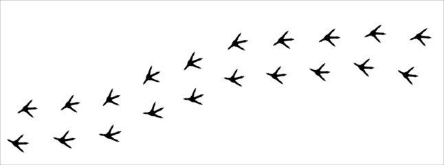Chicken footprint trail. Rooster foot print trace. background vector illustration.
