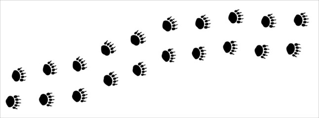 Bear paw print trail. Grizzly, polar bear foot print trace. background vector illustration.