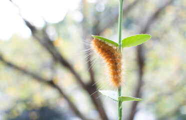 Fuzzy ginger-haired caterpillar - Spilosoma virginica on a leaf. Yellow Woolly Bear caterpillar, Virginia Tiger moth