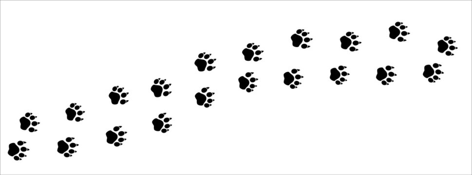 Leopard paw print trail. Dog, cat paws foot print trace. background vector illustration.