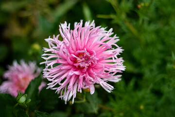 spelndid pink dahlia at garden, petals close up
