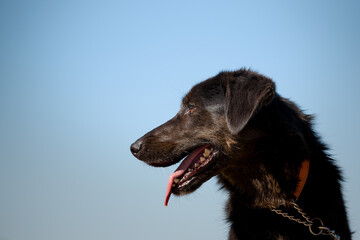 A dog from a dog shelter at an obedience and socialization training by the lake.