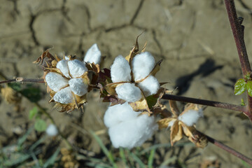 cotton as the main agricultural crop in Uzbekistan