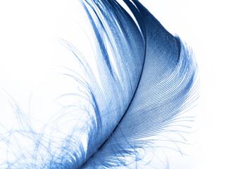 a little blue feather on a white background