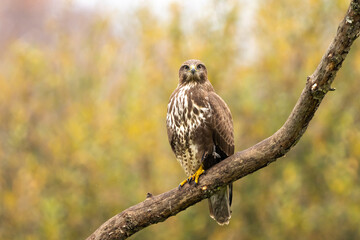 Common buzzard in Vittskövle, Skåne, Sweden. This picture in taken from a hiding place.