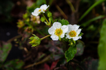 flower of strawberry in raindrops on a green background
