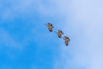 Sandhill Cranes Coming in for a Landing