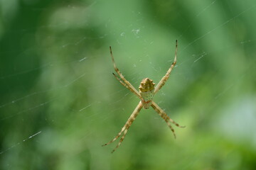 O shot this little buddy at my garden. I don't know what species it is, but it's beaultiful.
