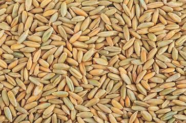 Texture of ripe rye seeds as background. Pile of fresh rye grains, top view.