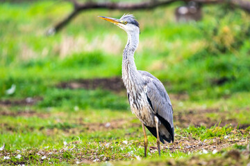 Fototapeta premium Heron bird in Vittskövle, Skåne, Sweden. This picture in taken from a hiding place.