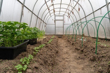 Tomatoes seedlings growing in pots before planting in the ground. Young tomato plants in pots ready to be planted in greenhouse.