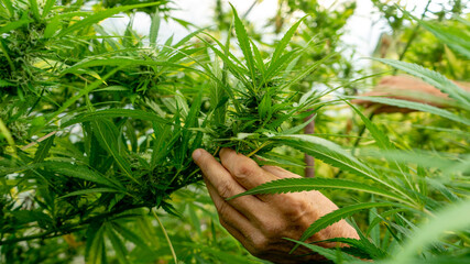 Fototapeta na wymiar marijuana plant of large dimensones