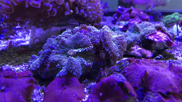 Eine Koralle im Meerwasseraquarium. 