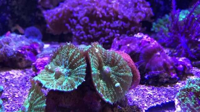 Eine Koralle im Meerwasseraquarium. 