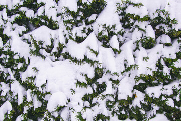 Snow covered conifer tree on a cold winter day. Christmas tree. Symbol for christmas and winter holidays