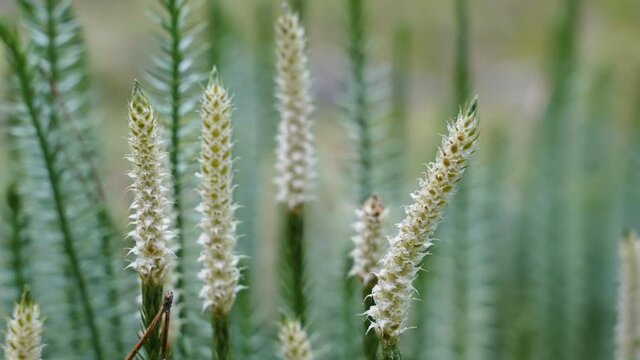 The white feathery flowers of the stiff clubmoss plant in the forest in Estonia
