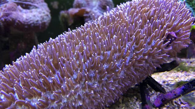 Eine Koralle im Meerwasseraquarium. 