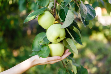 hand of a young woman holding a branch with ripe apples