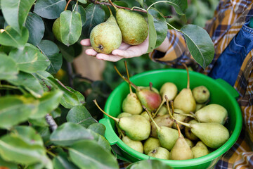 female farmer harvests ripe pears from a tree in the garden