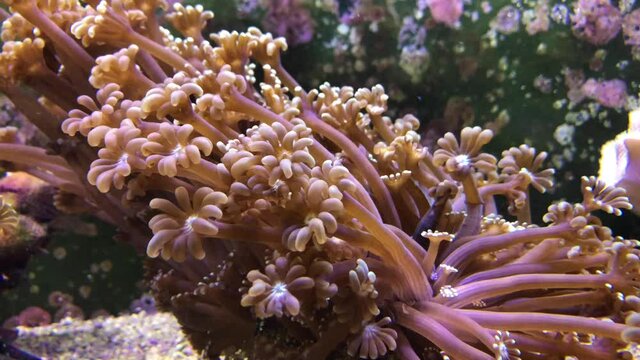 Eine Koralle im Meerwasseraquarium. 