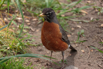 close up shot of an american robin standing on the ground looking at the camera, showing his red breast and yellow beak clearly