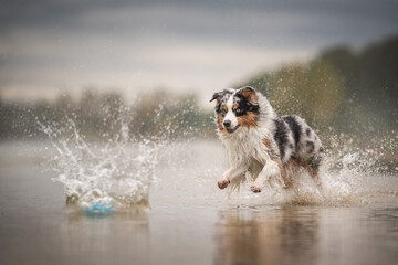 Obraz premium A funny marbled Australian Shepherd dog running through the water for a blue ball against the dark autumn sky. Paws in the air. The mouth is open. Splashing water. Reflection in water