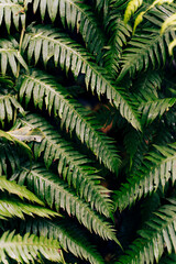 Fern leaves on dark background in jungle.