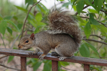 a gray squirrel sitting on top of a fence in early spring surrounded by foliage, example of urban wildlife or pests