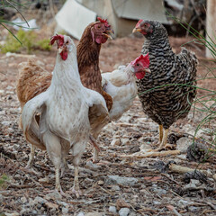 range chicken