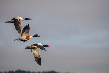 Shelduck in flight