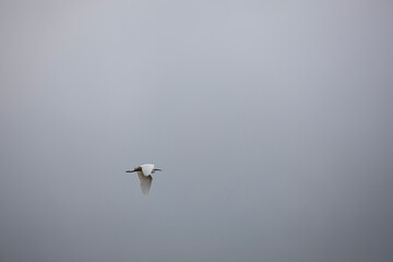 egret in flight
