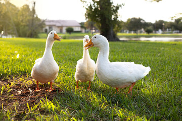 geese in the park