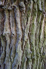 Texture d'Ecorce d'érable 