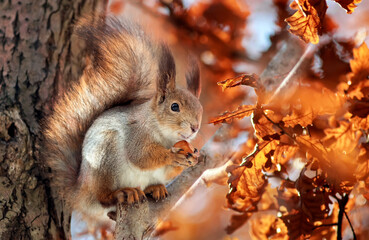 cute animal squirrel with a fluffy tail sits in an autumn park and nibbles a nut - obrazy, fototapety, plakaty