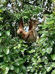 Sloth © Meg