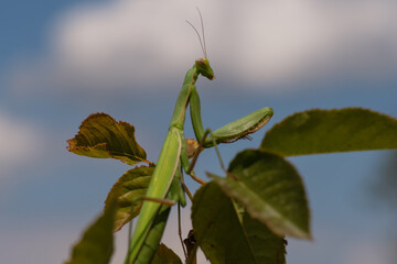 Praying mantis