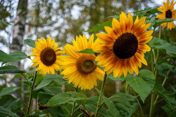 Fototapeta premium Flowers in the garden