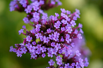 Flowers in the garden