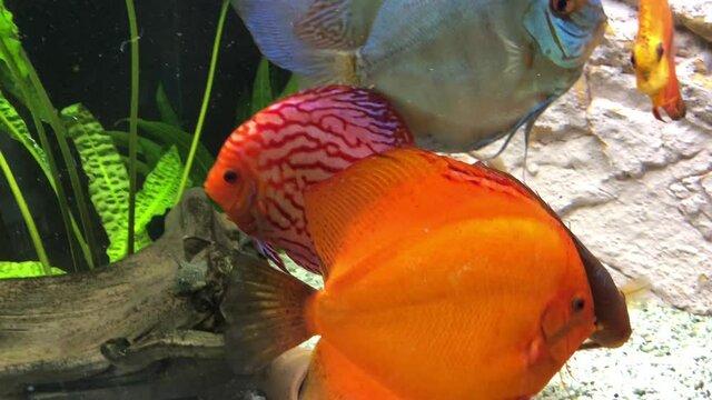 Blick auf Diskusfische, die im bepflanzten Aquarium schwimmen. Tropische Fische.
